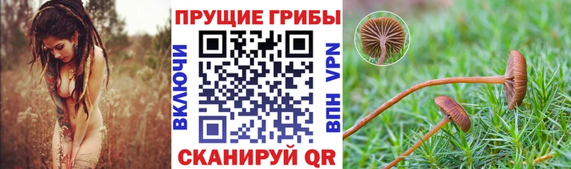 даркнет формула Петрозаводск Галлюциногенные грибы Psilocybine cubensis купить наркоту